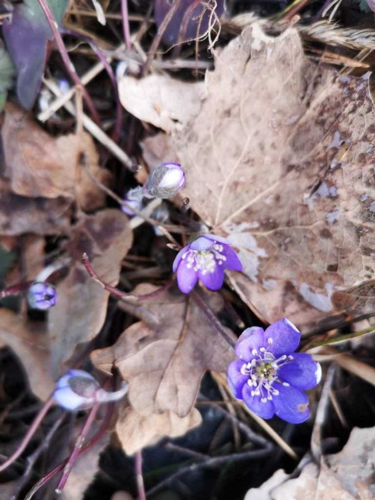 Blåsippa, Åkersberga, Österskär