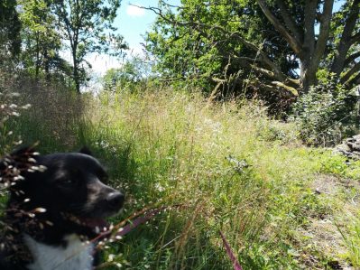 Domarringen, Norrön, Åkersberga