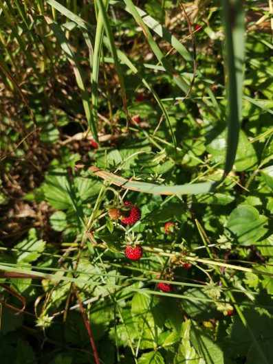 smultron vid Domarringen, Norrön, Åkersberga