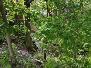 Smedbyån, Åkersberga